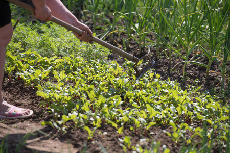 woman works on the farm. under the scorching sun. land manual la