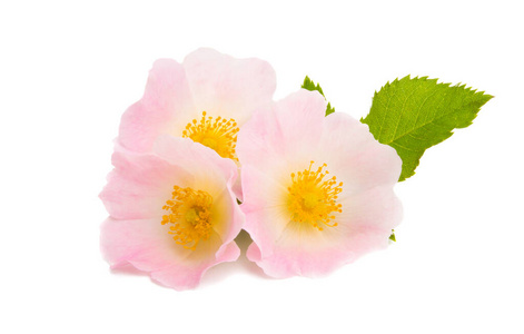 rosehip flower isolated 