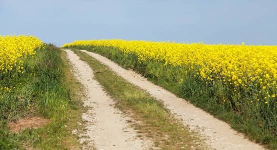 菜籽油菜或油菜田和农村公路