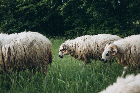 一群羊一群或一群羊