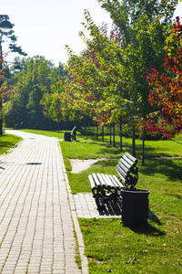 Maple alley in the autumn park. 