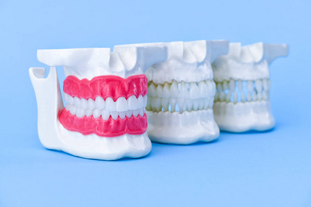 人类有牙齿和牙龈的下颚解剖学模型