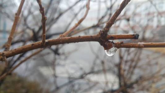 秋季树枝滴水的特写宏观视图