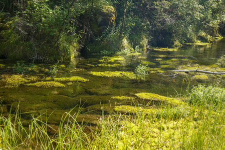 沼泽 树叶 风景 植物 苔藓 森林