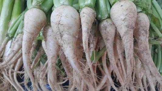 绿叶白萝卜根照片