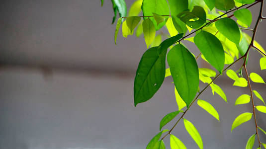  Close up beautiful view of nature green leaves on blurred green