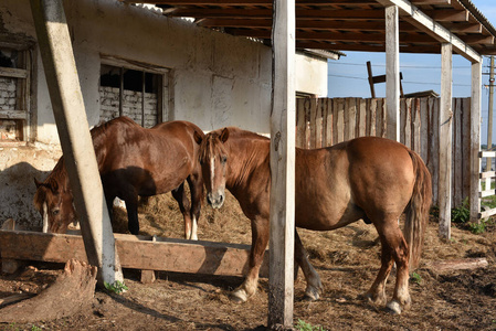 夏天农场牧场上的马.照片