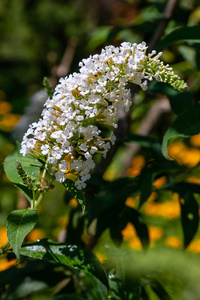 特写镜头 植物区系 植物学 季节 美女 纹理 生态学 草药