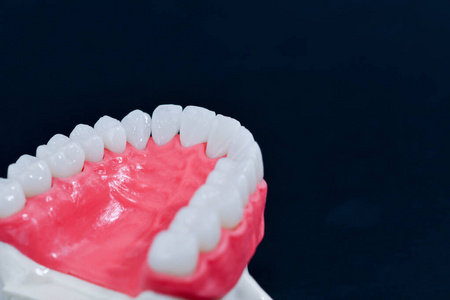 人上颌含牙牙龈的解剖学模型图片
