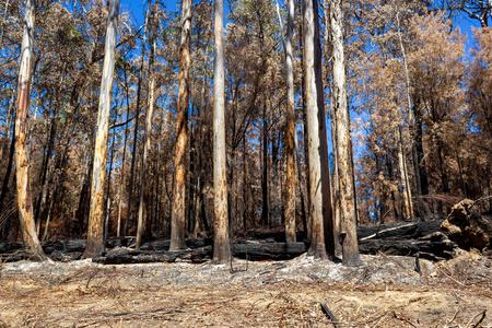 澳大利亚森林大火后在弗兰克兰山南国家公园，靠近沃尔波尔，澳大利亚