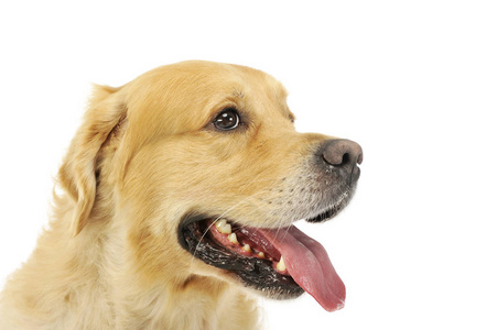 可爱的拉布拉多猎犬的肖像
