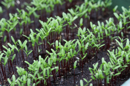 新的 培养 种植园 蔬菜 农业 幼树 园艺 植物 栽培 农场