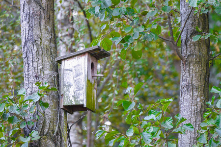 树上的木制鸟舍,靠近点.公园树上的木制鸟舍照片