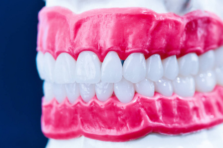 人牙牙龈颌骨的解剖学模型