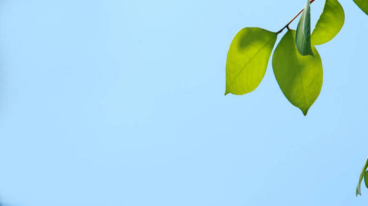  Close up beautiful view of nature green leaves on blurred green