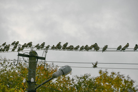 A flock of starlings sits on a wire. Bird migration. 