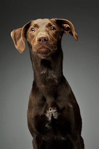 Portrait of an adorbale mixed breed puppy 