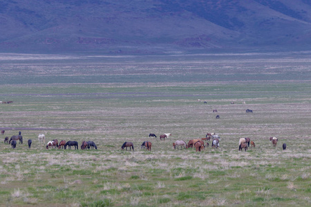 春天 哺乳动物 犹他州 自由 遗产 动物 兽群 美洲 野生动物