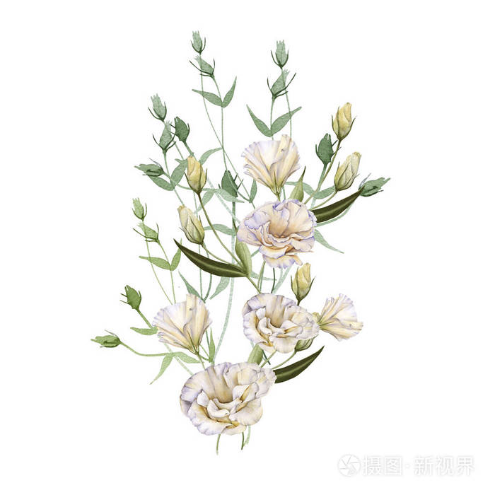白玫瑰 桔梗 孤立在白色背景上 照片 正版商用图片25ilbu 摄图新视界