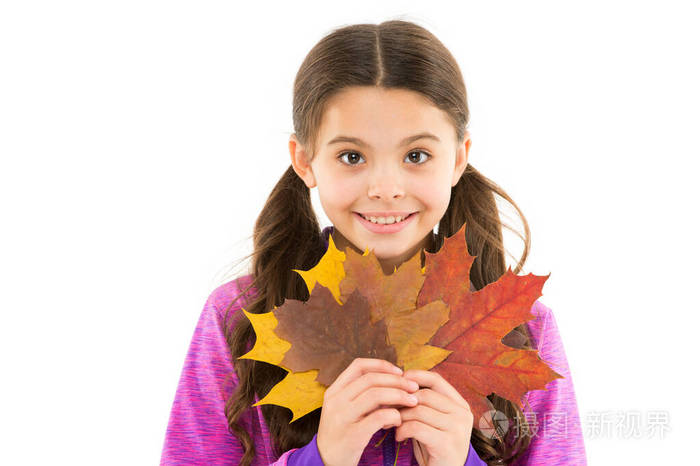 女学生叶丛.加拿大之行.我们来做枫糖浆.小女孩枫叶.