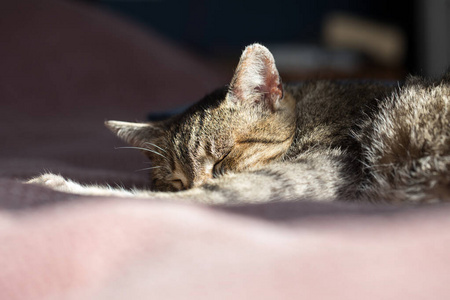 猫猫在家睡觉的特写镜头
