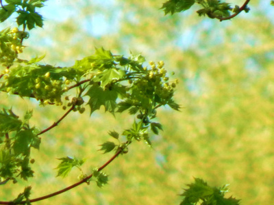 颜色 春天 夏天 植物 自然 树叶 分支 美丽的 生长 纹理