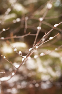 秋天 雪滴 冬天 自然 风景 落下 美丽的 初霜 季节 颜色