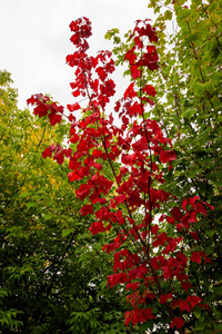 Branches with red leaves and green leaves. 