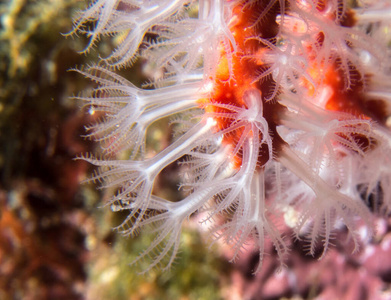 地中海礁上的红珊瑚