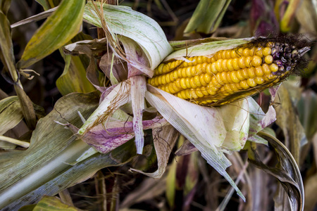 收获 食物 植物 农场 玉米 环境 特写镜头 种子 素食主义者