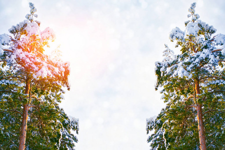  Frozen winter forest with snow covered trees.