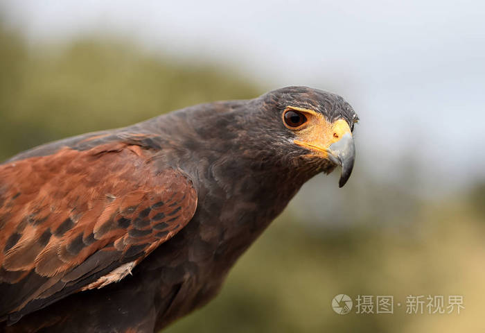 猎人 猛禽 羽毛 猎物 眼睛 自然 捕食者 猎鹰 面对 野生动物