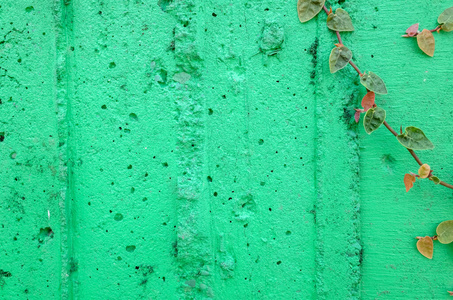 ivy leaves on green cement wall 