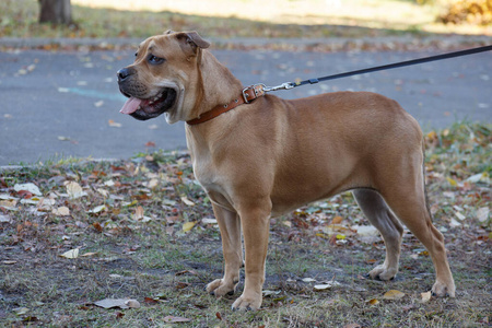 一只戴着黑色面具的可爱小狗站在秋天的草地上。马略卡獒或马略卡斗牛犬。宠物动物。
