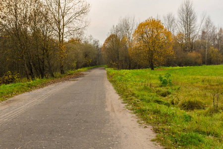 秋林中的柏油路。秋天的背景。乡村公路