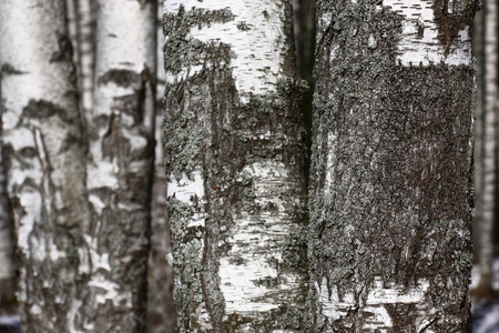 桦树 碎片 铜板 季节 森林 音调 野生动物 植物区系 树干