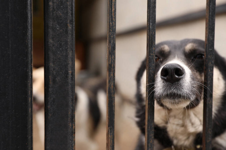 流浪狗在户外动物收容所的笼子里。志愿服务的概念