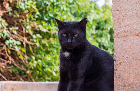 猫科动物 眼睛 宠物 基蒂 哺乳动物 马耳他 毛皮 地下墓穴