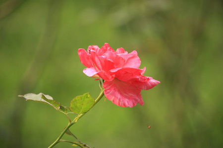 花的 夏天 结婚 浪漫的 摄影 情人 美女 盛开 植物 花瓣