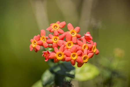 春天 颜色 马利筋 开花 花瓣 特写镜头 红发 植物 自然