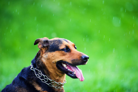 雨中的快乐狗
