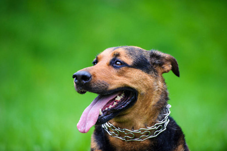 面对 有趣的 乐趣 宠物 朋友 犬科动物 微笑 繁殖 舌头