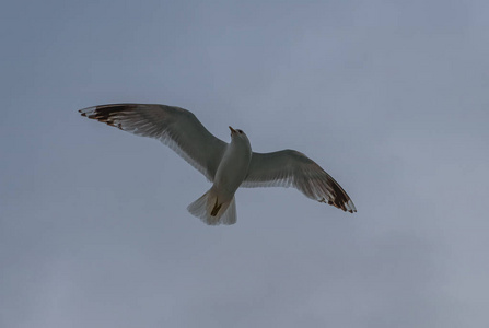 在多云的天空中飞翔的鸟。挪威Geirangerfjord，2019年7月