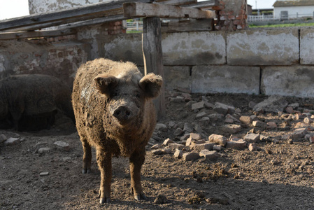 快乐的猪滚进来了泥巴。曼格利萨羊毛羊猪健康环境与有机食品生产。