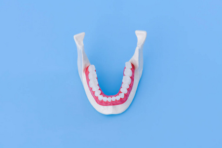 人下颌含牙牙龈的解剖学模型