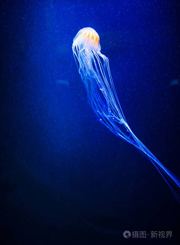 美丽的水母水母在霓虹灯下与鱼在一起美国