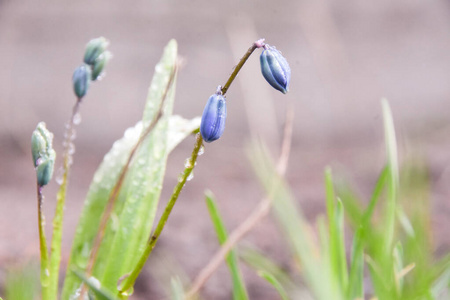 初春盛开的花素材图片 初春盛开的花图片素材下载 摄图新视界 初春盛开的花素材图片 初春盛开的花图片素材下载 摄图新视界