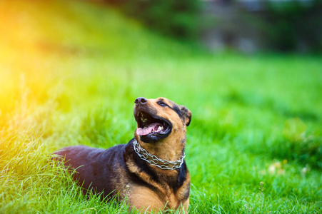 肖像 微笑 小狗 犬科动物 乐趣 甜的 可爱的 舌头 夏天