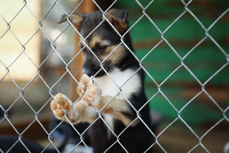 动物收容所里有流浪狗的笼子。志愿服务的概念