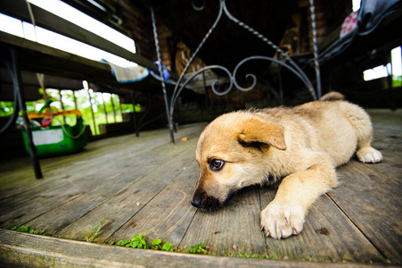 犬科动物 有趣的 繁殖 夏天 肖像 动物 微笑 面对 宠物